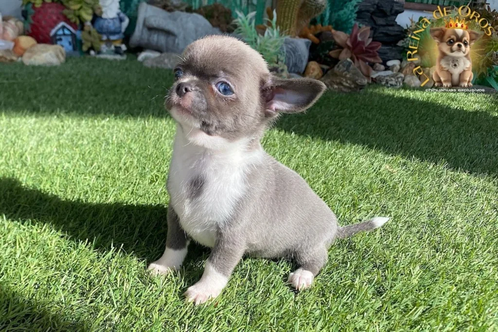 cachorro chihuahua lionel en el jardin