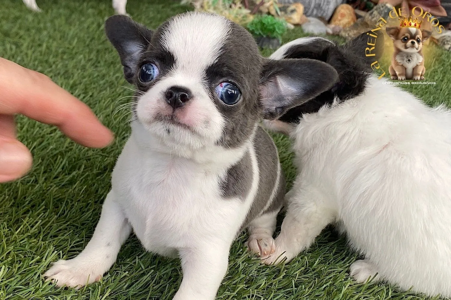 cachorro chihuahua menino macho precioso