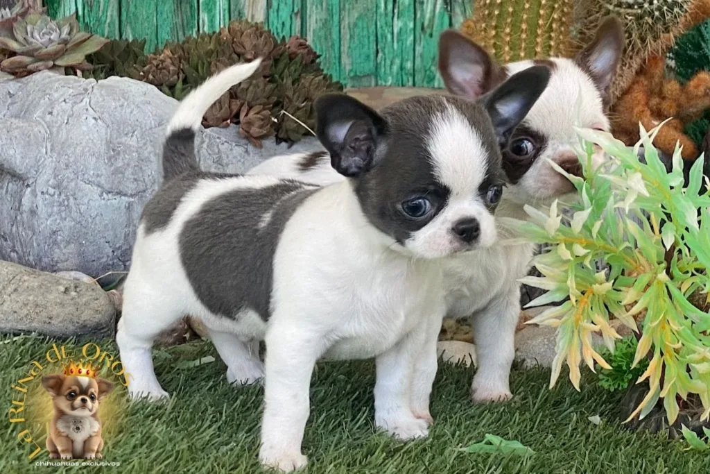 cachorro chihuahua menino de linea rusa en el jardin