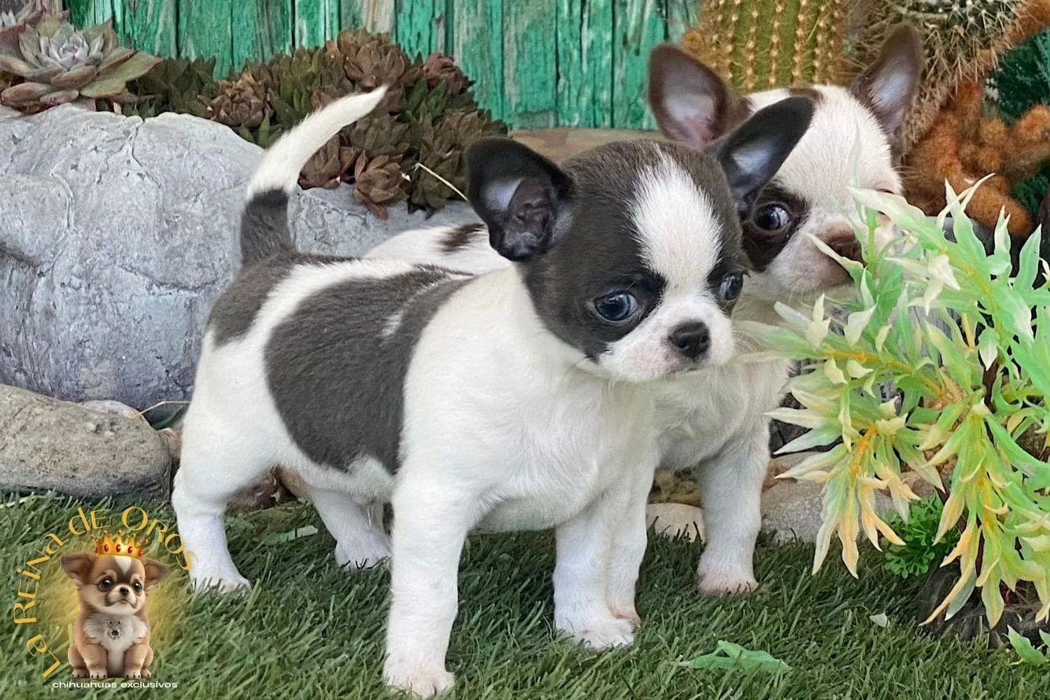 Menino