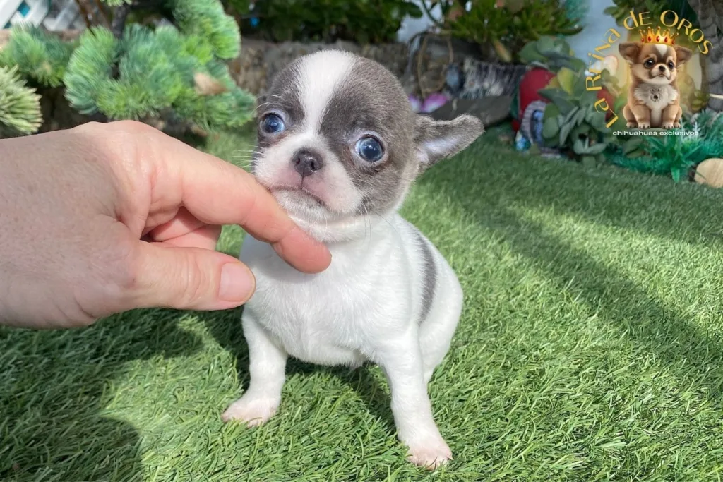 cachorro chihuahua de ojos azules