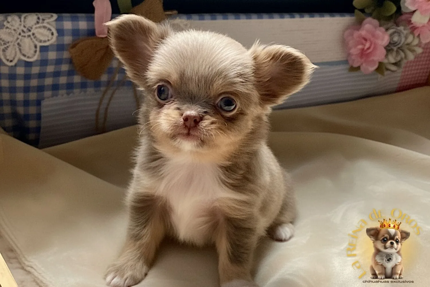 cachorro hembra chihuahua de pelo largo
