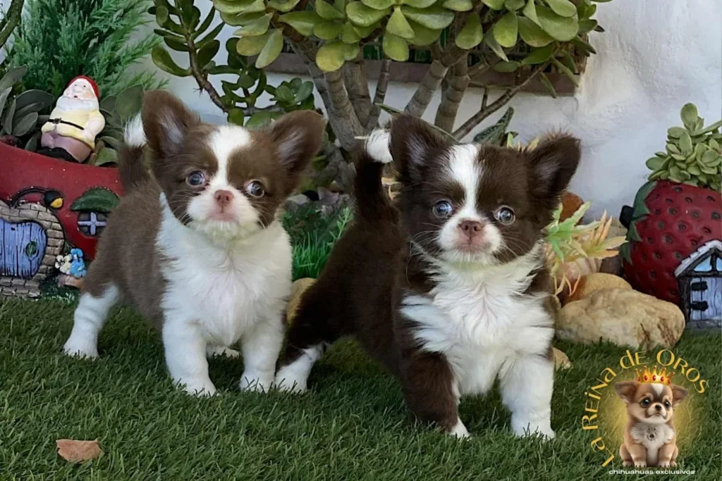 cachorros-chihuahua-hembras-pelo-largo
