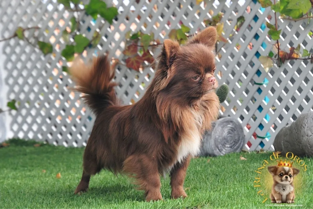 ¿Un Chihuahua como Animal de Compañía? 5 chihuahua-como-animal-de-compañia