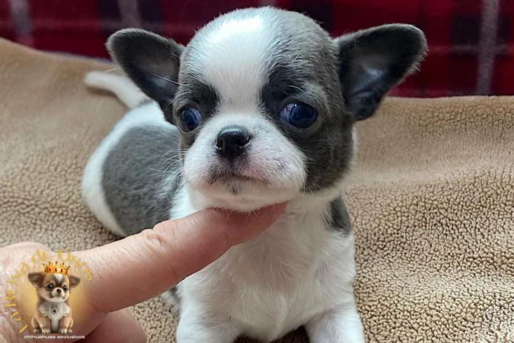 ¿Un Chihuahua como Animal de Compañía? 7 chihuahua-como-animal-de-compañia-beneficios