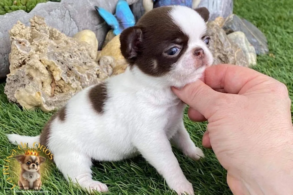 ¿Un Chihuahua como Animal de Compañía? 6 chihuahua-como-mascota