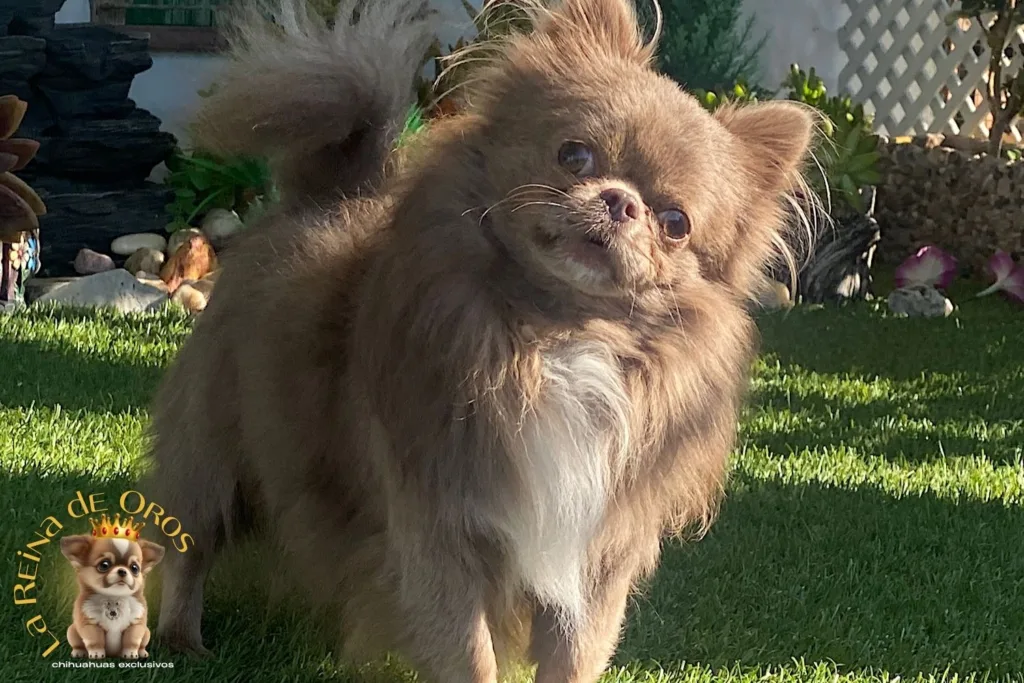 Chihuahua Lila: uno de los colores más exclusivos de la raza 6 chihuahua adulto color lila y pelo largo