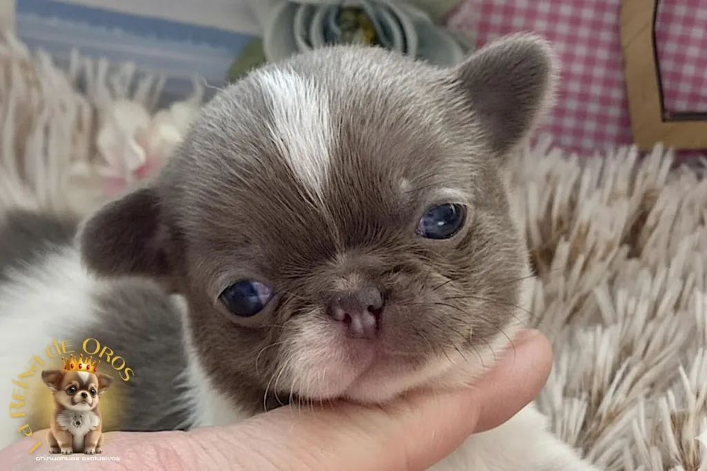 ¿Qué es un Chihuahua Cabeza de Manzana? 6 chihuahua lila con color blanco