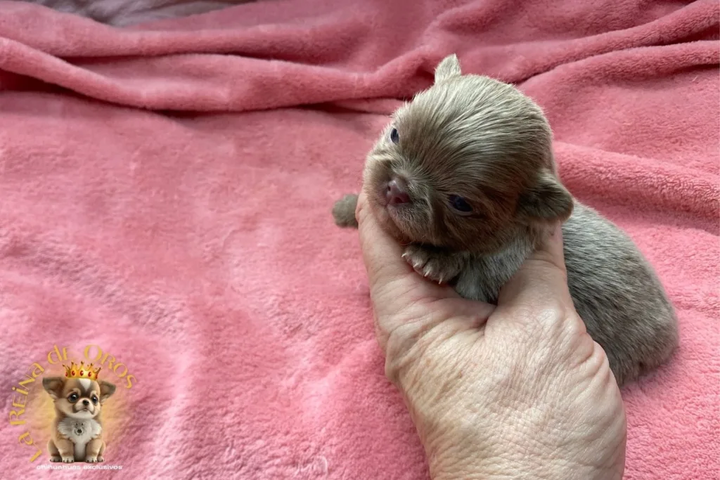 Chihuahua Lila: uno de los colores más exclusivos de la raza 9 chihuahua lila cachorro en la mano