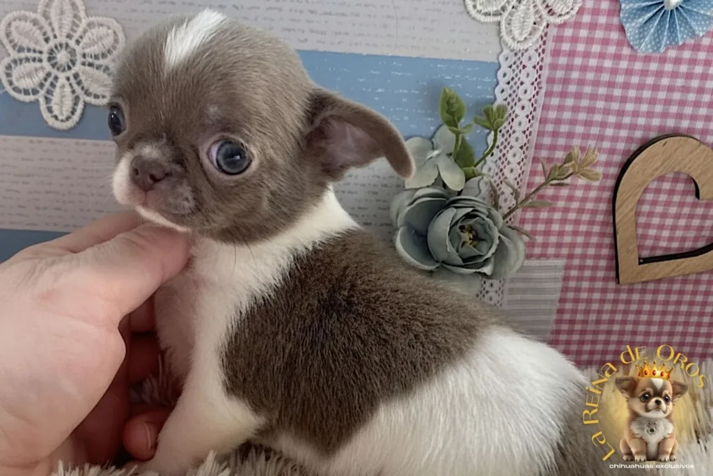 chihuahuas-equilibrados