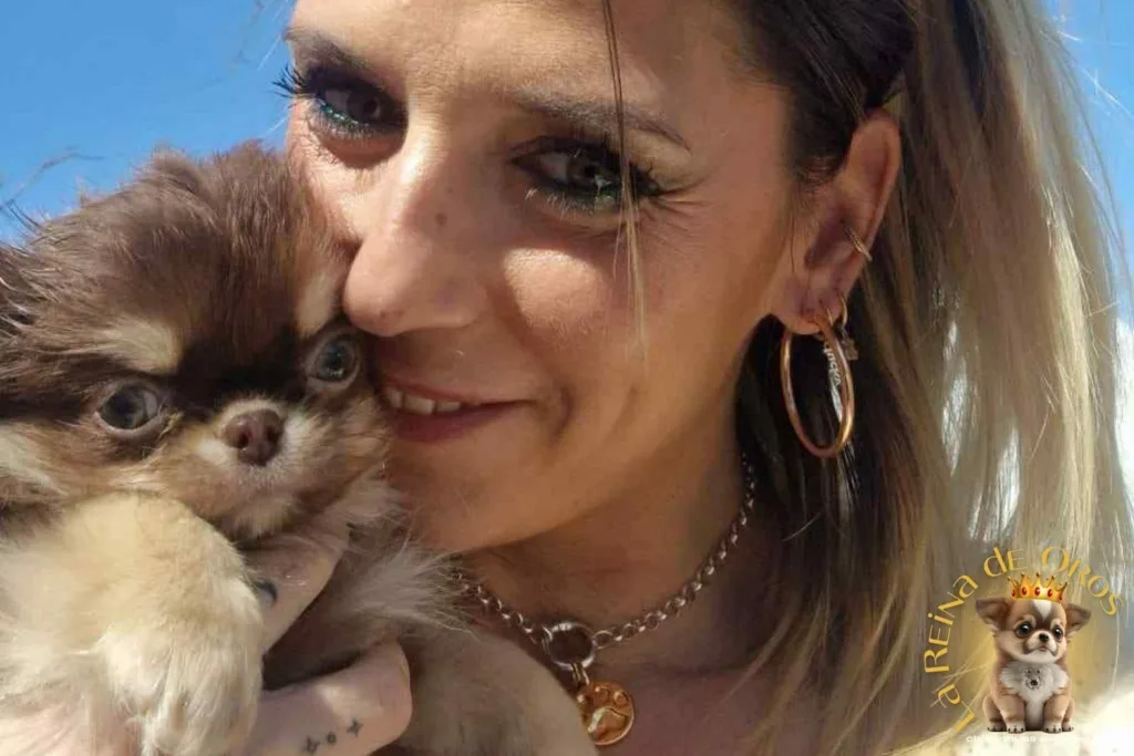 chihuahuas-exclusivos-en-redes-sociales