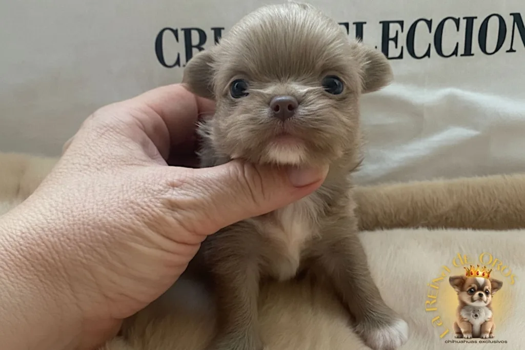 chihuahuas-venta-criadero