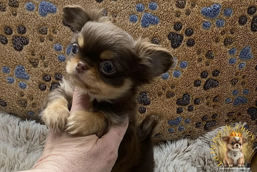 comprar-chihuahua-equilibrado