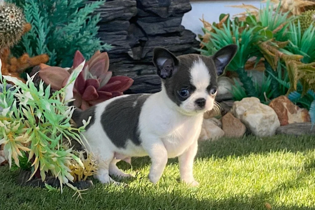 criadero de chihuahuas certificado y legal