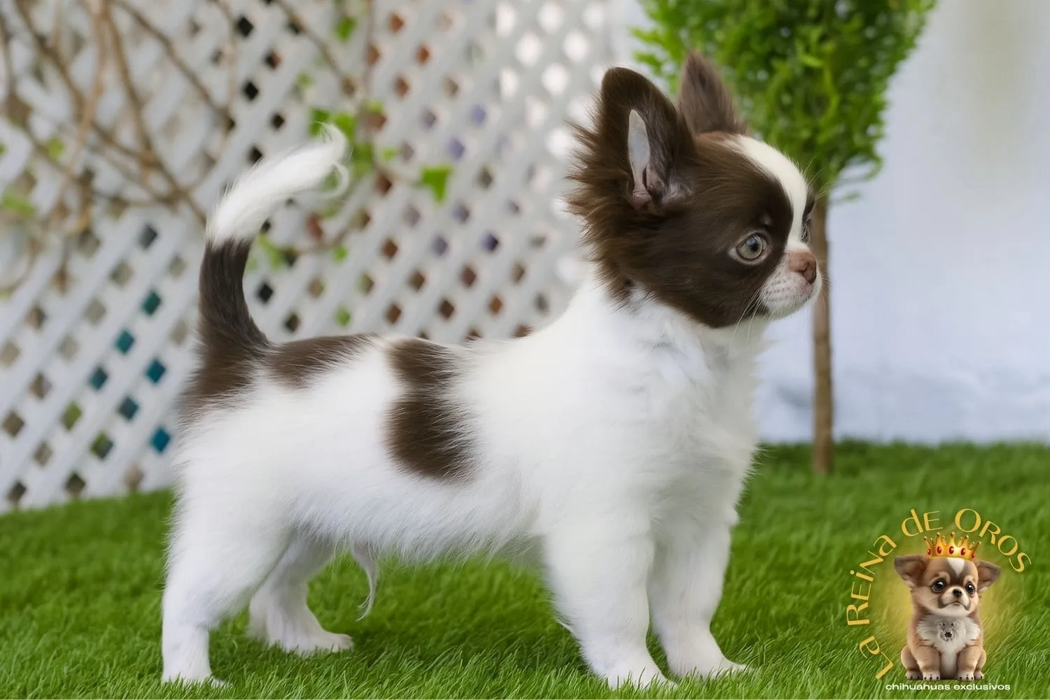 Criadero de Chihuahuas Exclusivos