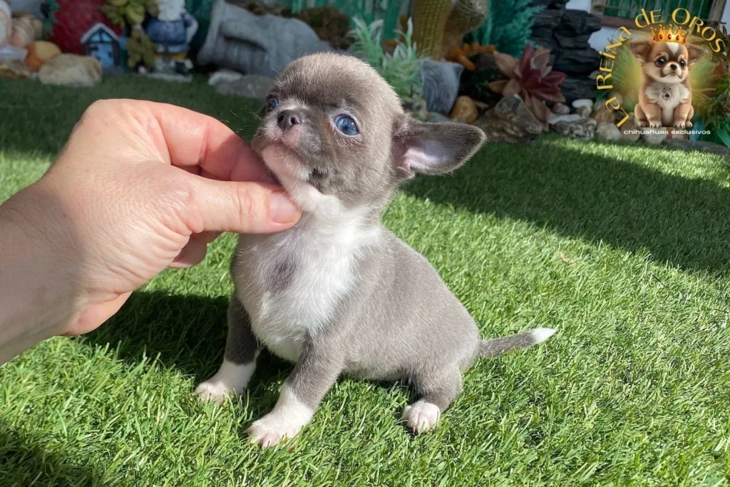 el color de ojos en los chihuahuas, cachorro con ojos azules