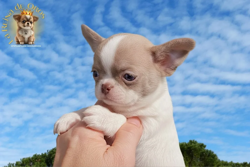 👑 ¿Por qué Elegir un Chihuahua Exclusivo de La Reina de Oros? 5 elegir-un-chihuahua-exclusivo