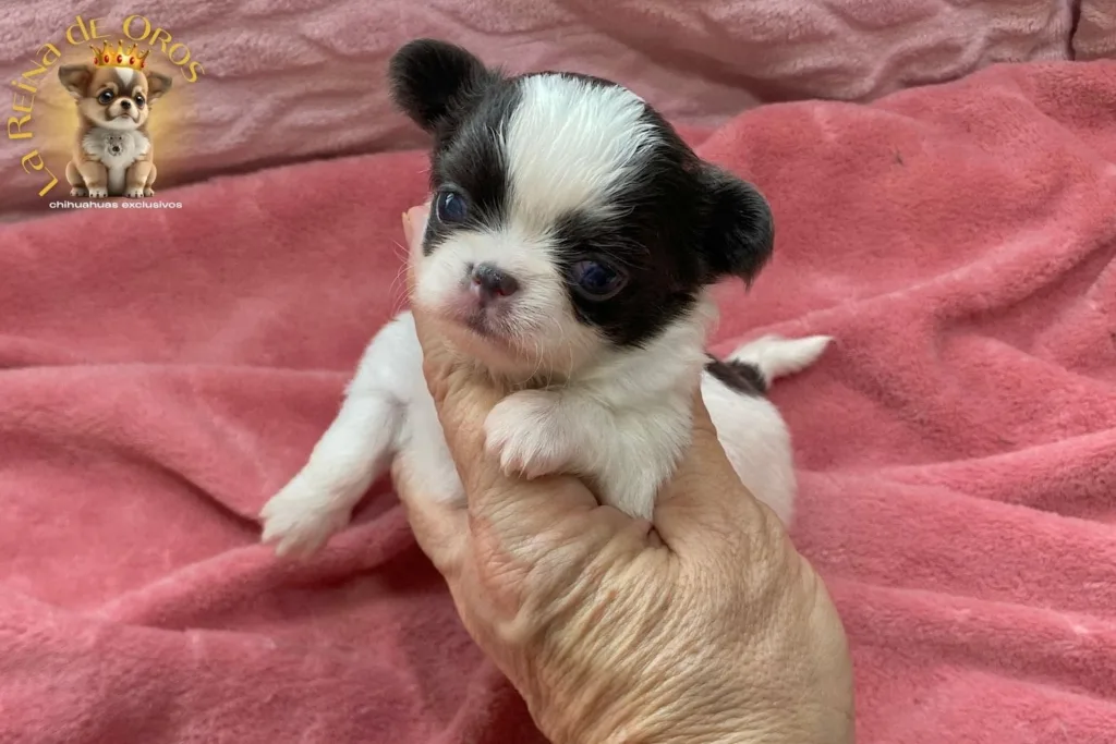 👑 ¿Por qué Elegir un Chihuahua Exclusivo de La Reina de Oros? 7 elegir-un-chihuahua-exclusivo-la-reina-de-oros