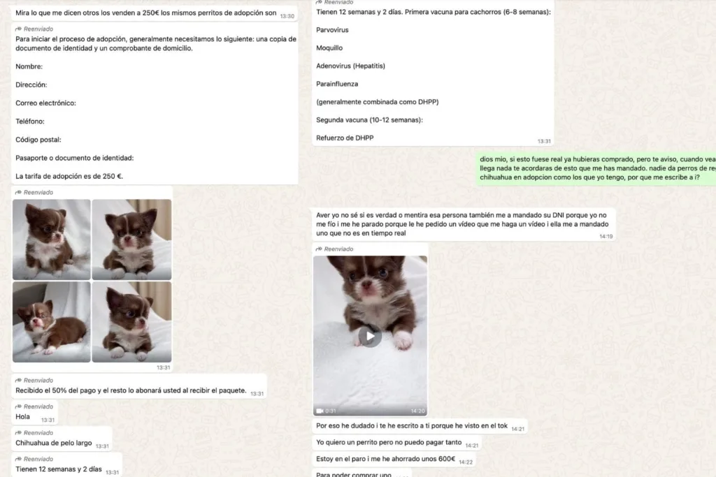 evita-ser-estafado-al-comprar-un-chihuahua