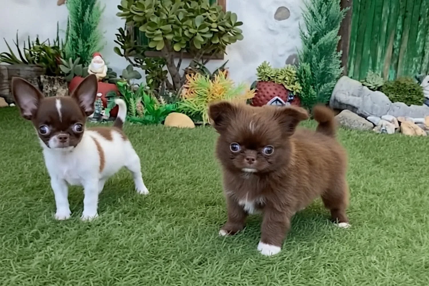 Como evitar estafas al comprar Chihuahua