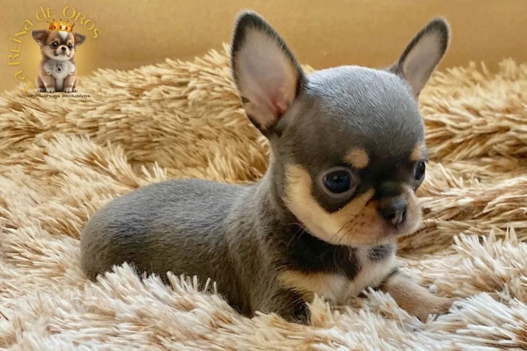 evitar-ser-estafado-al-comprar-un-chihuahua