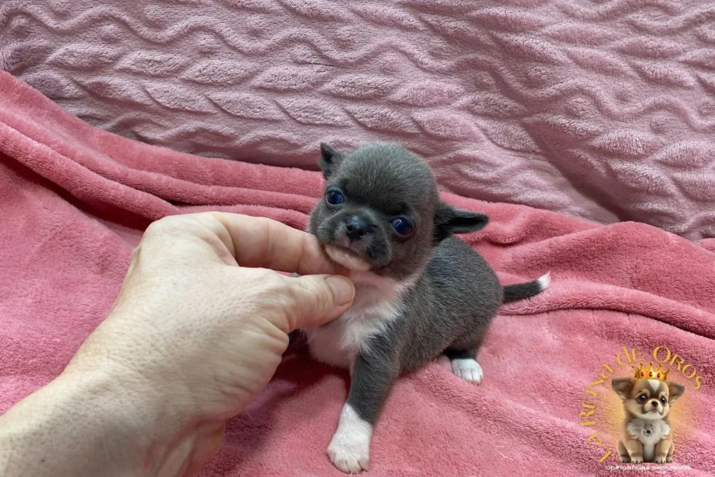 foto tomada a cachorro chihuahua con aproximadamente 30 dias
