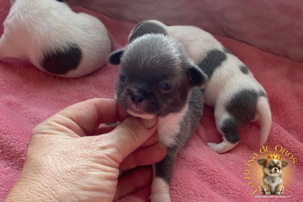 foto tomada a cachorro chihuahua cuando abre los ojos