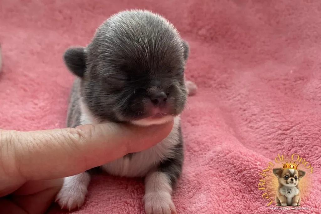 foto de cachorro chihuahua con algunos dias de nacido