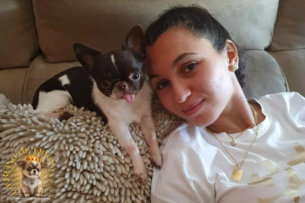 los-7-errores-mas-comunes-al-comprar-un-chihuahua