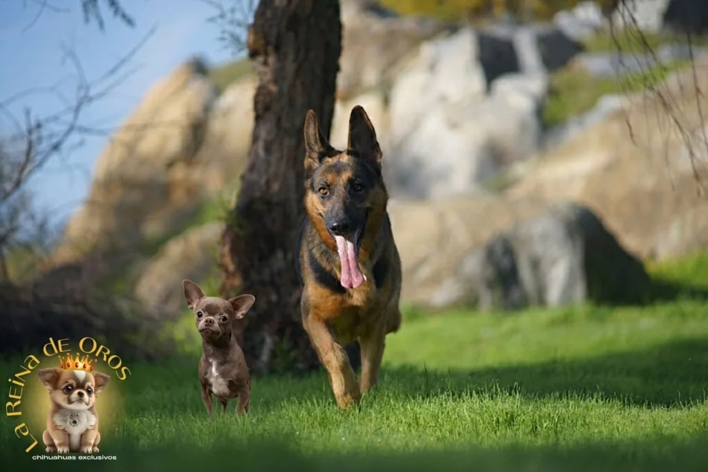 ¿Los Chihuahuas y los Perros Grandes Pueden Convivir? 6 chihuahua interactuando con pastor aleman