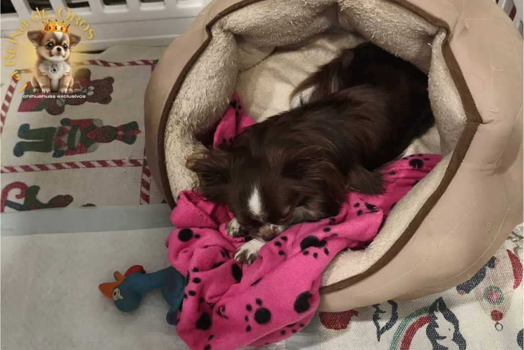 👑 ¿Por qué Elegir un Chihuahua Exclusivo de La Reina de Oros? 6 por-que-elegir-un-chihuahua-exclusivo