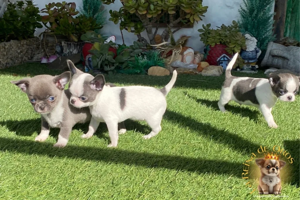 presupuesto y precios comprar un chihuahua