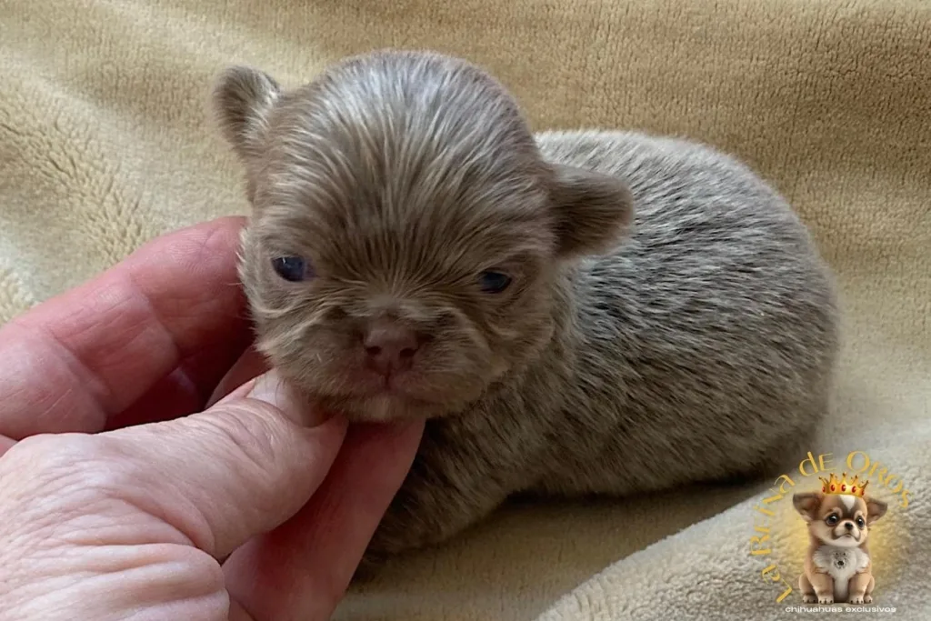 chihuahuas criadores presupuestos o precios