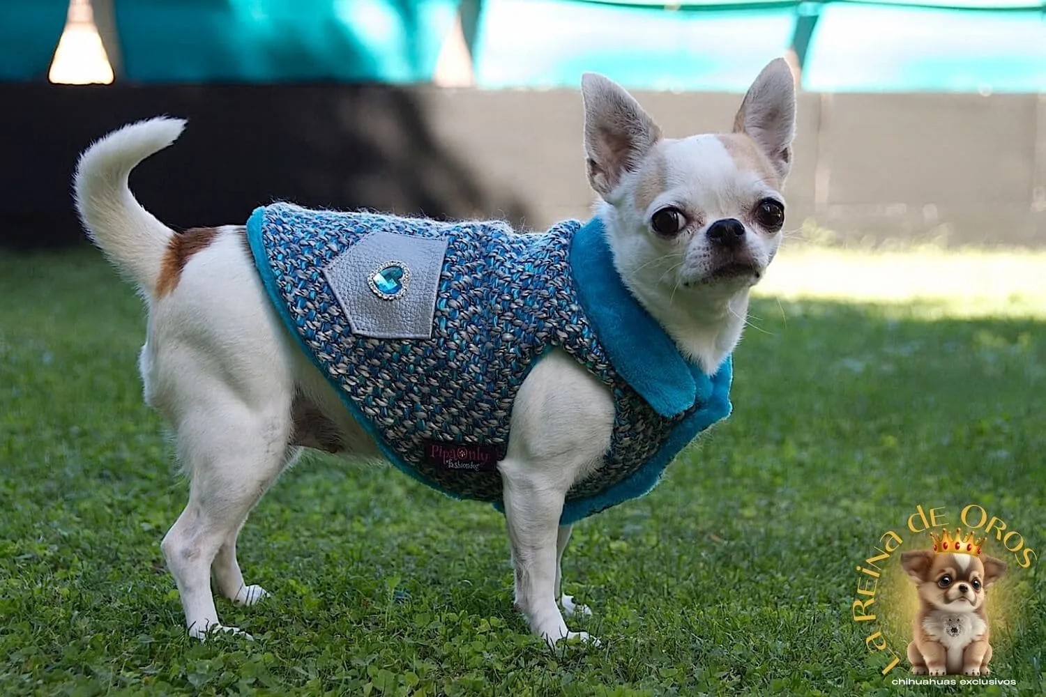 Cómo Proteger a tu Chihuahua del Frío