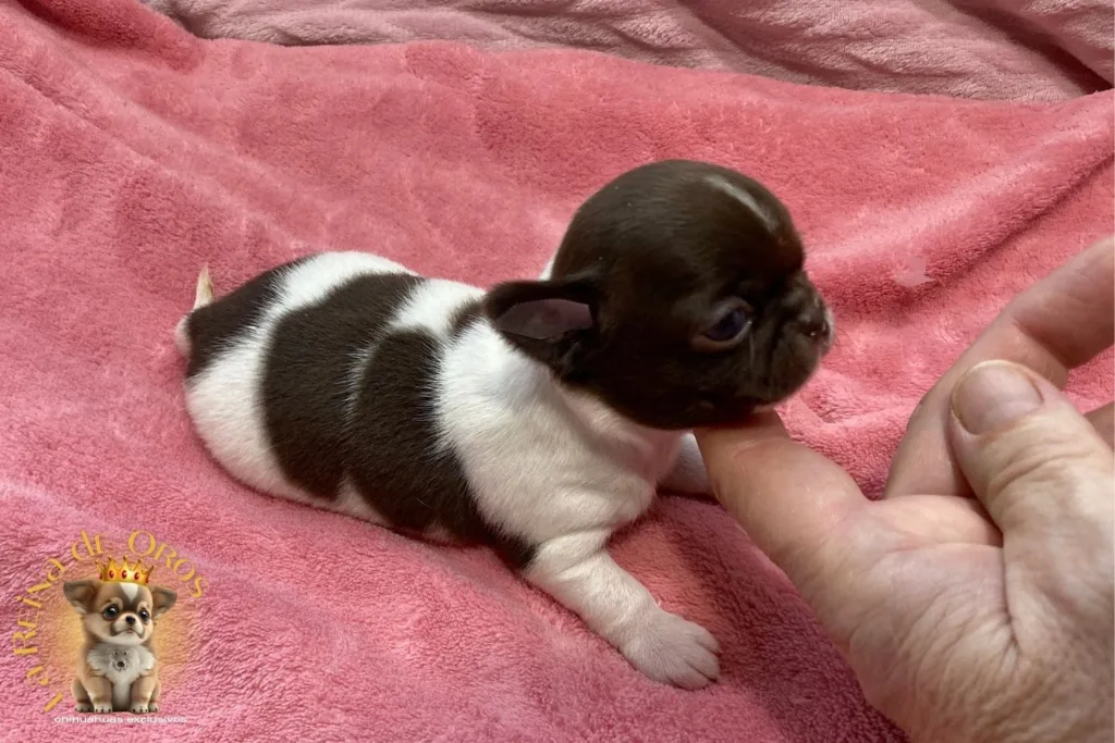 reserva de cachorros chihuahua