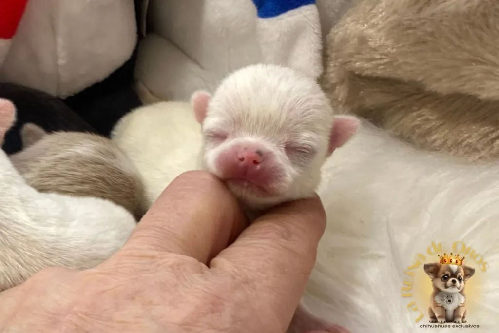 cachorro chihuahua blanco de dias