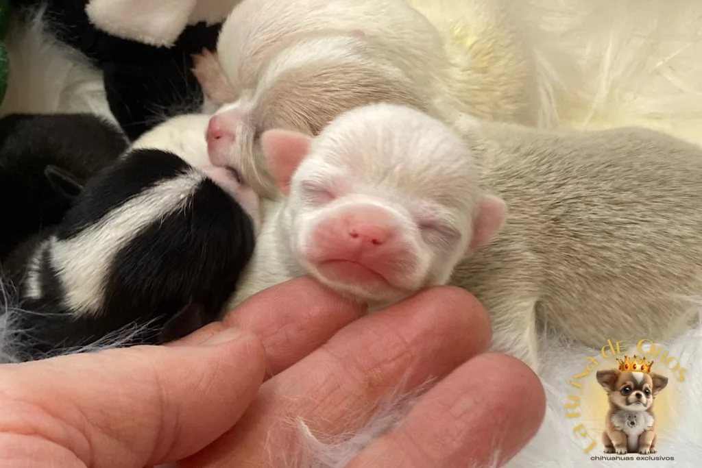 cachorro chihuahua blanco dentro de una camada