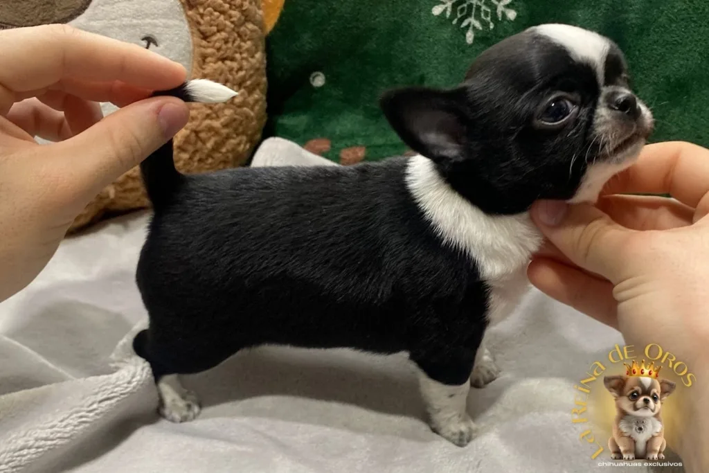 cachorro chihuahua negro y blanco