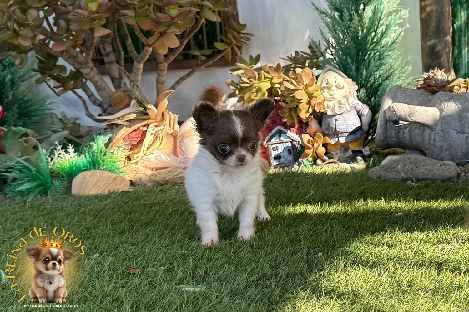 chihuahua blanco chocolate