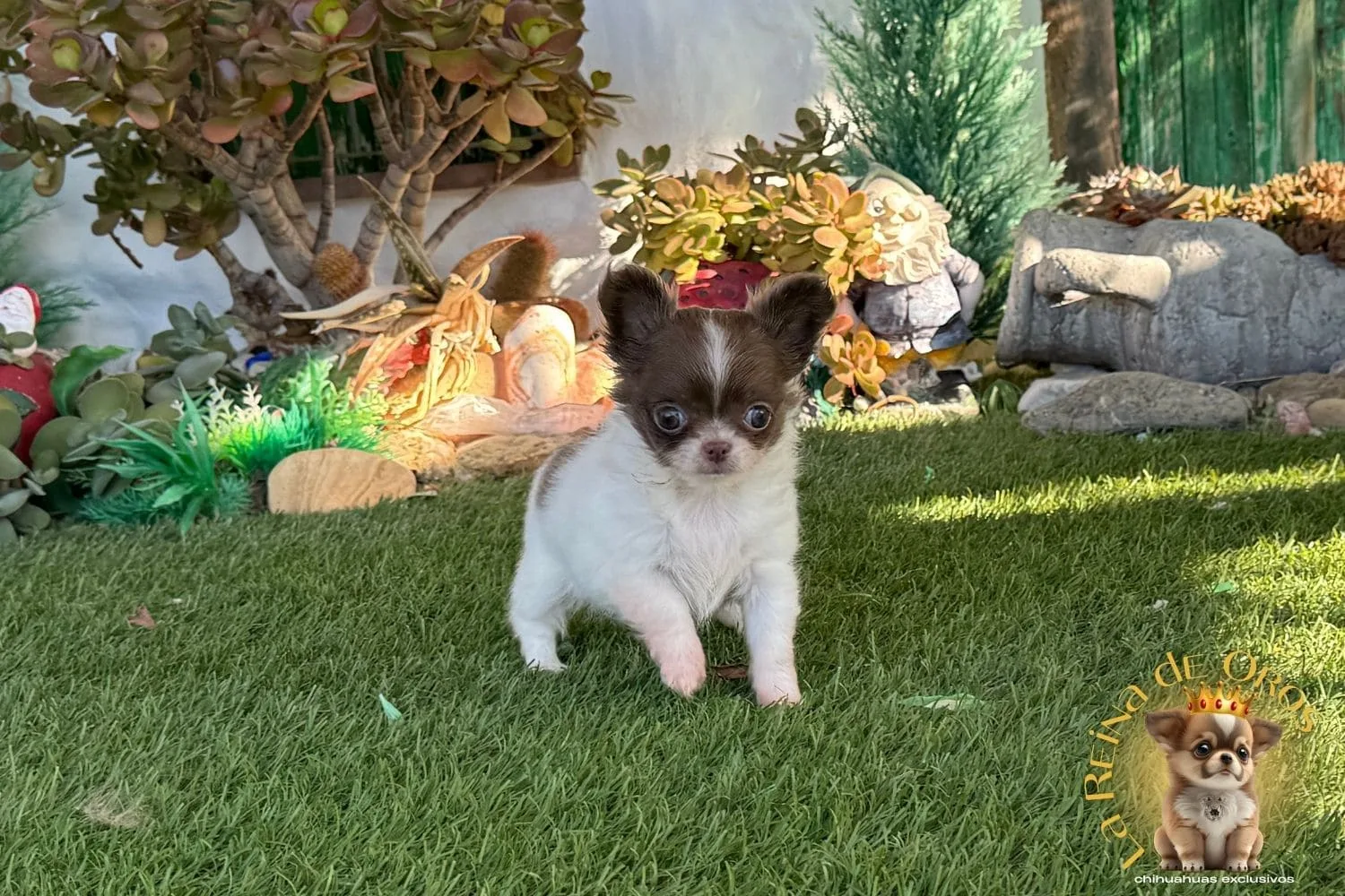 chihuahua blanco chocolate