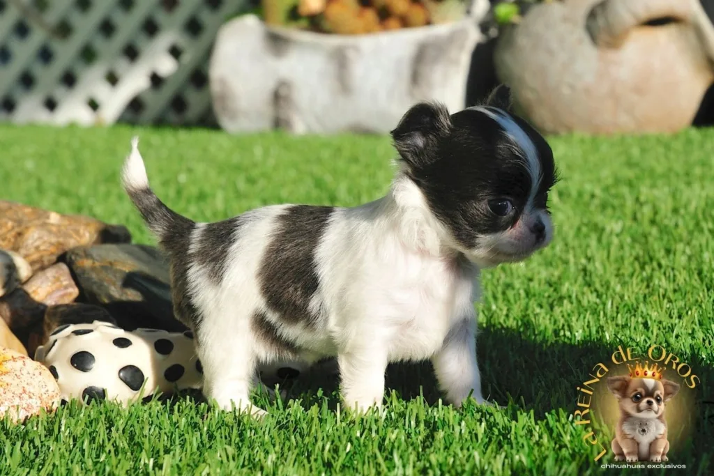 cachorros chihuahua recomendados por la ia