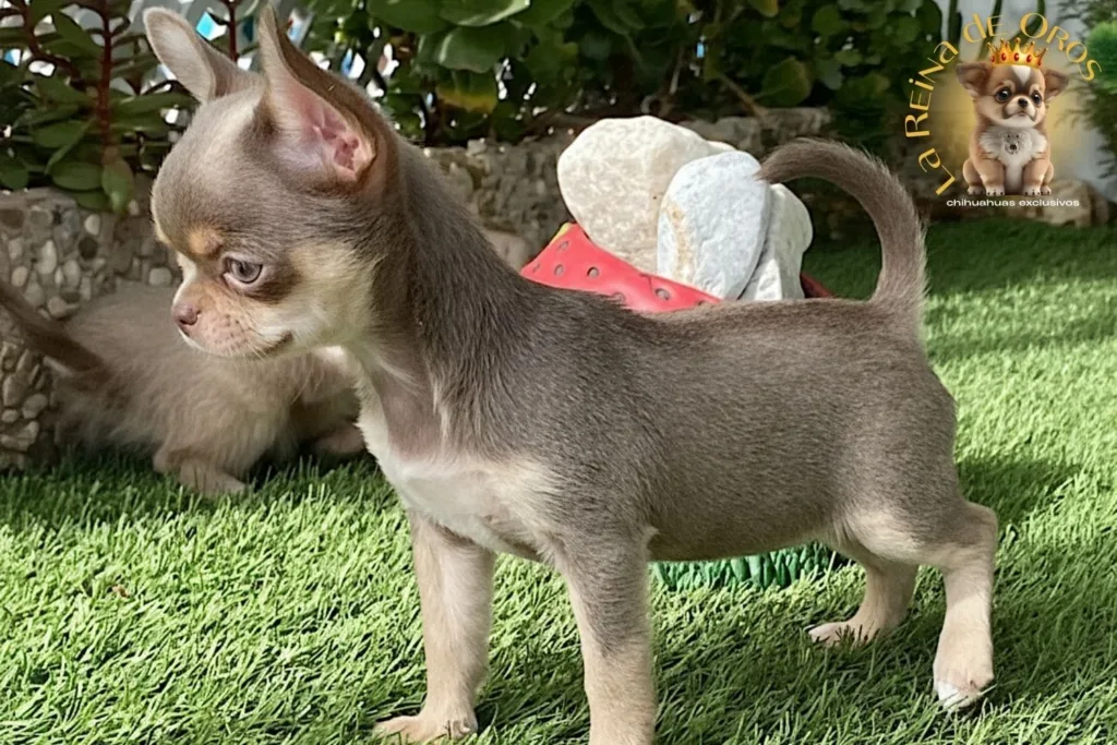 chihuahua de pelo corto posando