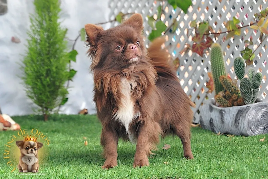 ejemplar chihuahua de pelo largo adulto