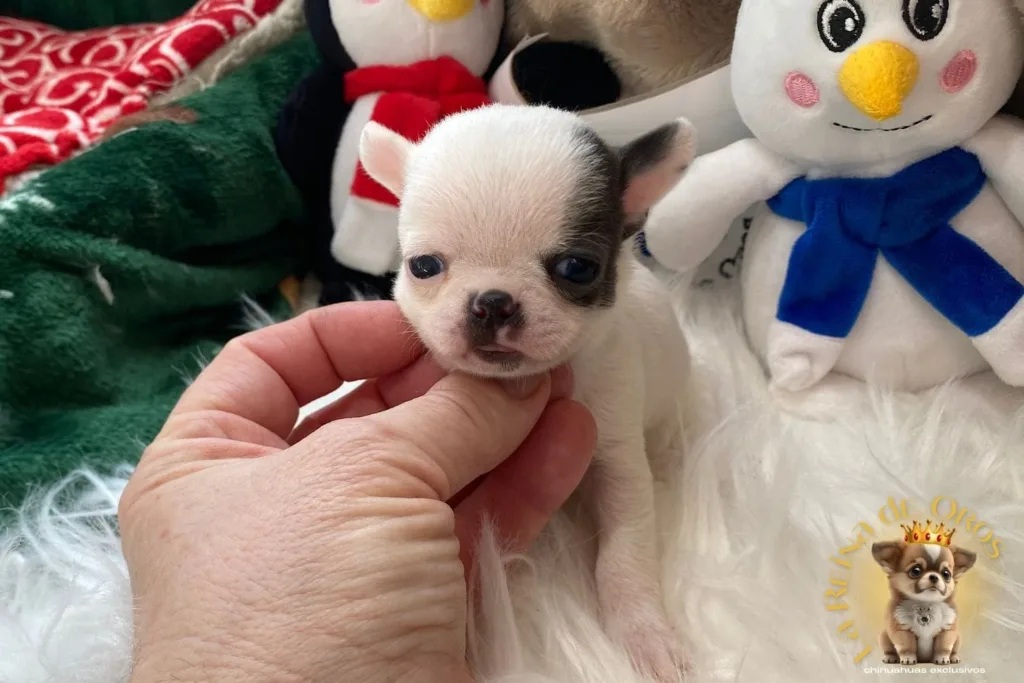 un chihuahua miniatura en la mano