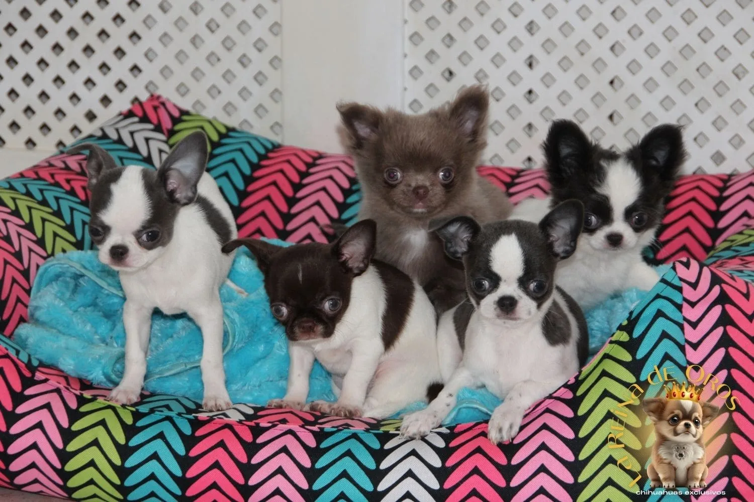 varios chihuahua miniatura juntos