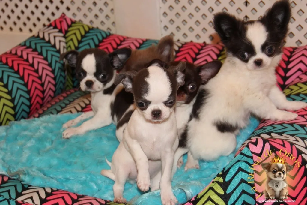 chihuahuas asustados por ruidos