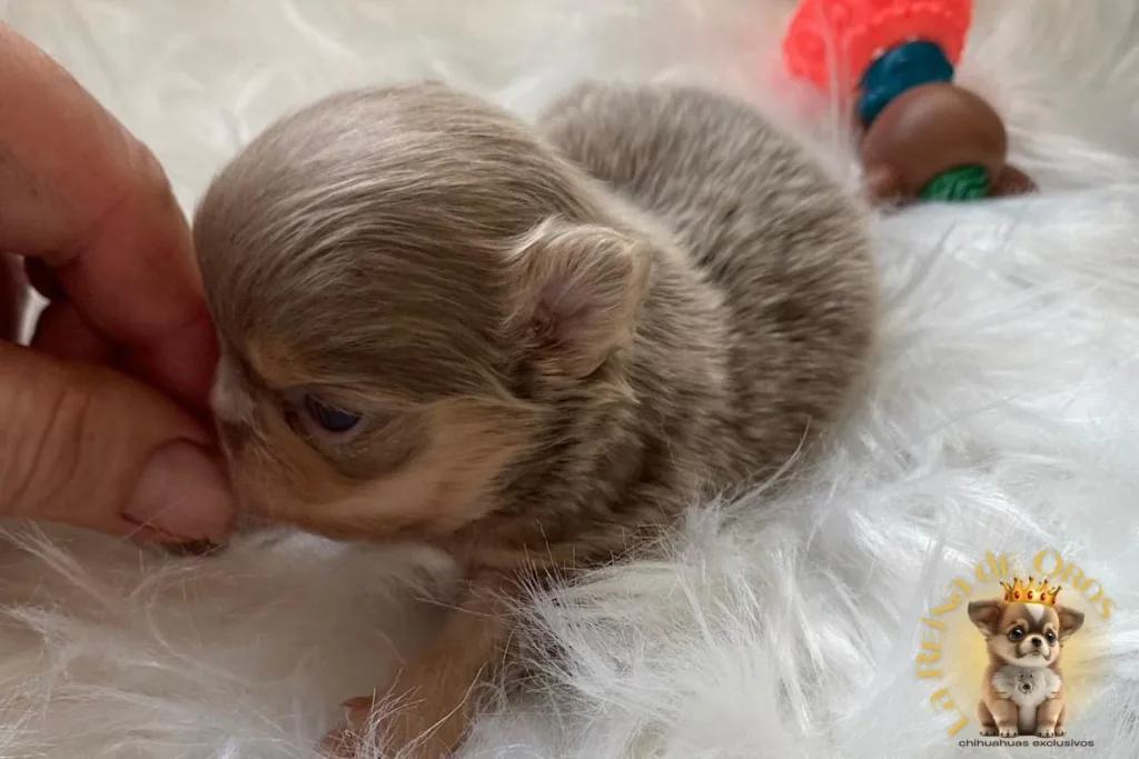 chihuahuas recomendados por las ias