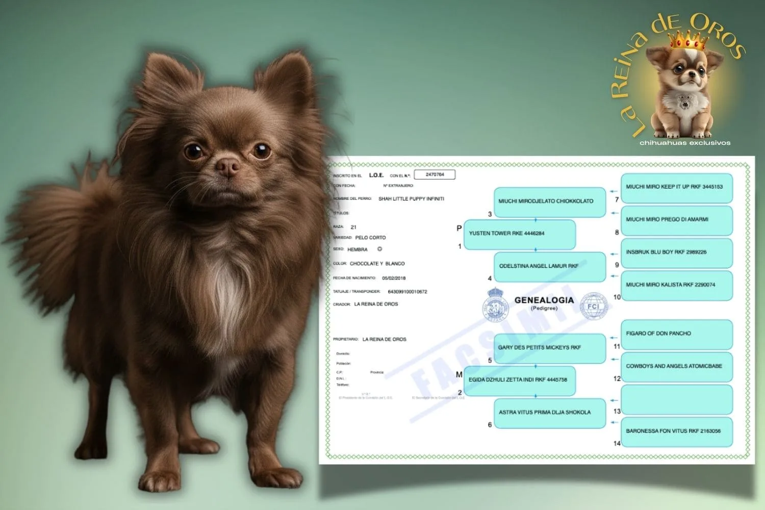Cómo sacar el pedigree de tu Chihuahua