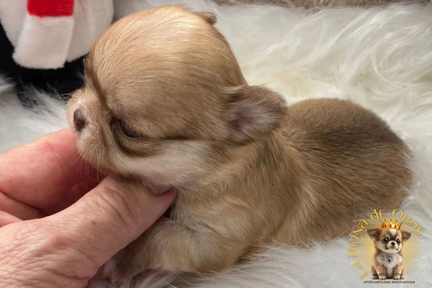 Chihuahuas Recomendados por IA