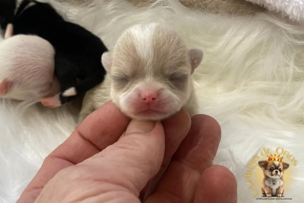 criador de chihuahuas en españa